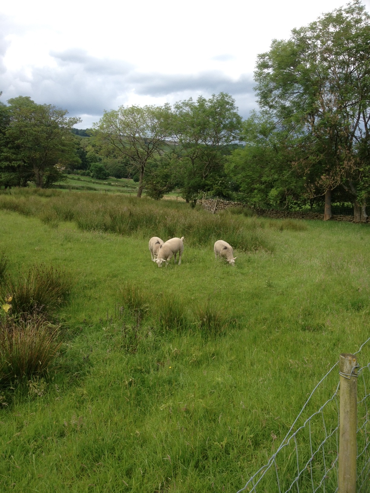 View from Flax Mill 'Secret' Garden